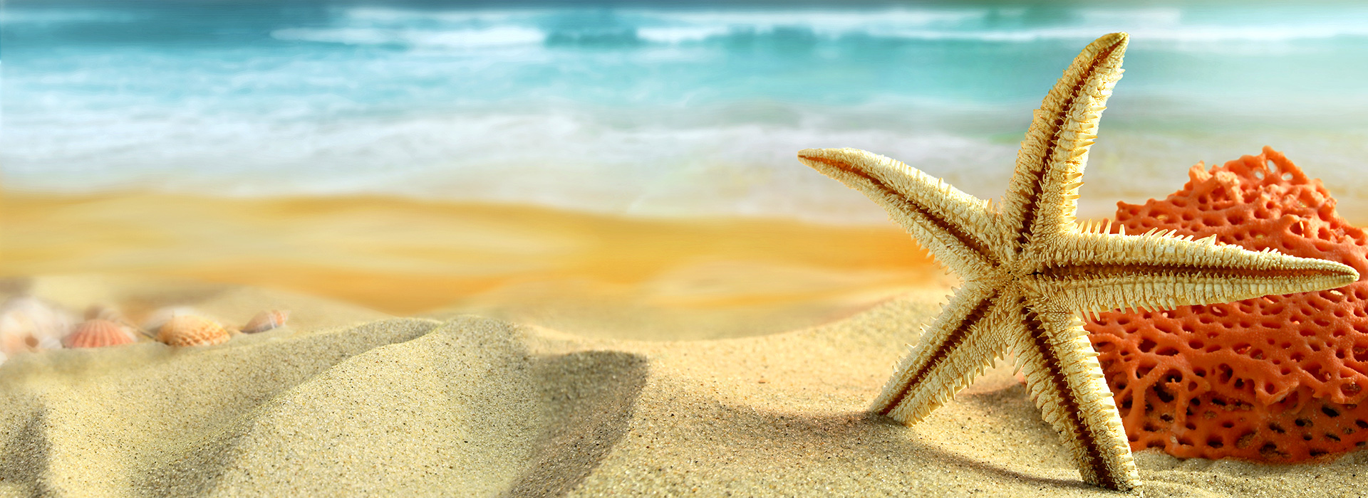 beach-sand-starfish-shells